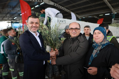 Üreticiye 84 bin sertifikalı zeytin fidanı