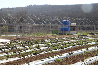 Kocaeli İzmit Belediyesi sebze serası kuruyor